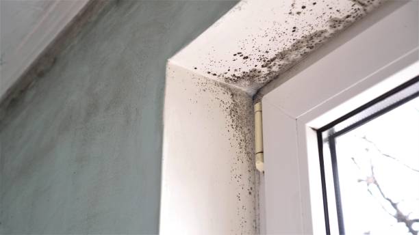 Professional Mold Removal in Chickasaw, AL